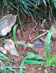Oxyrhopus guibei