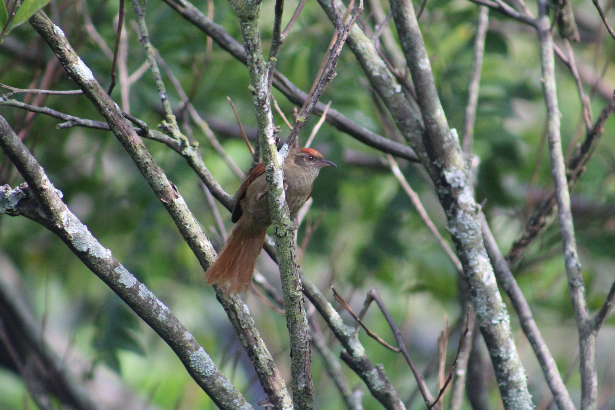 Ash-browed Spinetail illustration