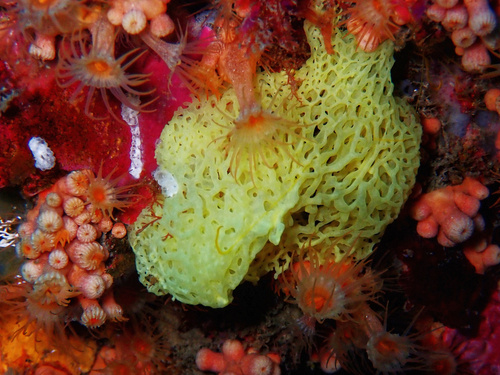 yellow Clathrina