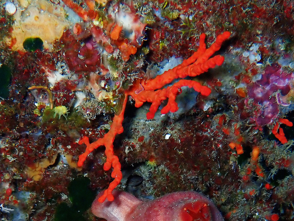 precious coral
