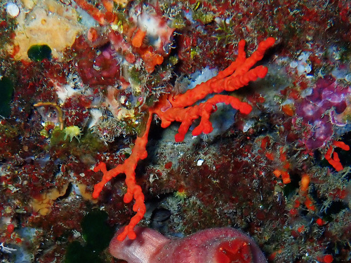 precious coral