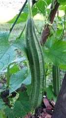 Luffa acutangula