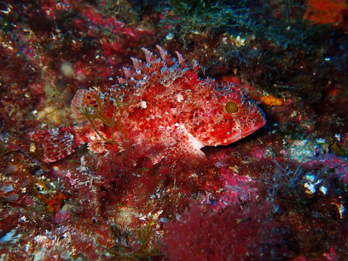Small red scorpionfish (Scorpaena notata) — Scorpaenidae — 4