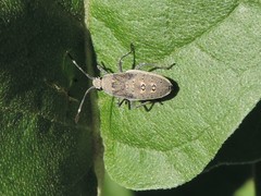 Catorhintha texana