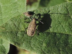 Catorhintha texana