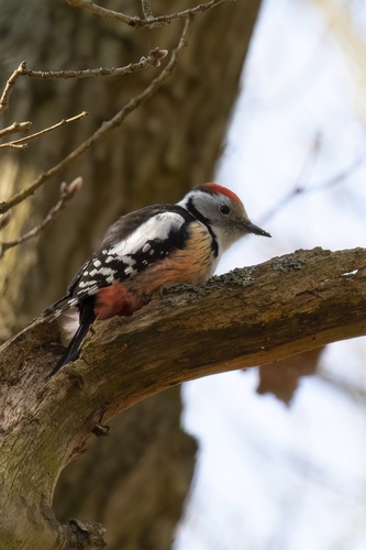 Middle Spotted Woodpecker, Locatie: 52,463289, 6,080508, photo 6 of 10
