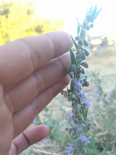 iNaturalist observation photo of Vinegar Weed