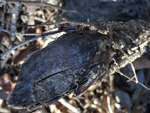 American Beaver photographed in Kansas