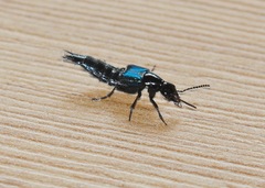 Philonthus caeruleipennis