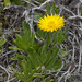 Alpine Everlasting - Photo (c) Nuytsia@Tas, some rights reserved (CC BY-NC-SA)