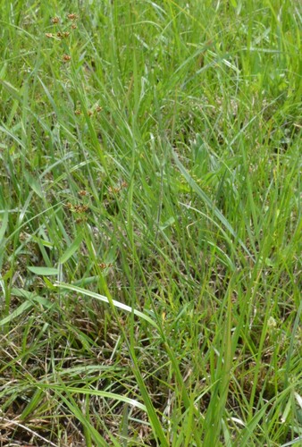 Image of Rhynchospora harveyi by (c) Dan Johnson, some rights reserved (CC BY)