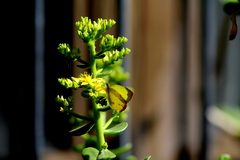 Abaeis salome jamapa