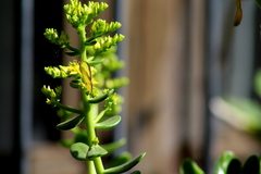 Abaeis salome jamapa