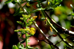 Abaeis salome jamapa