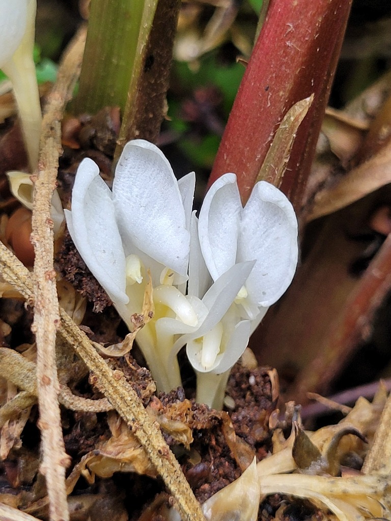 Goeppertia propinqua
