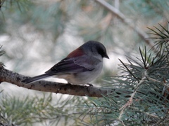 Junco hyemalis dorsalis