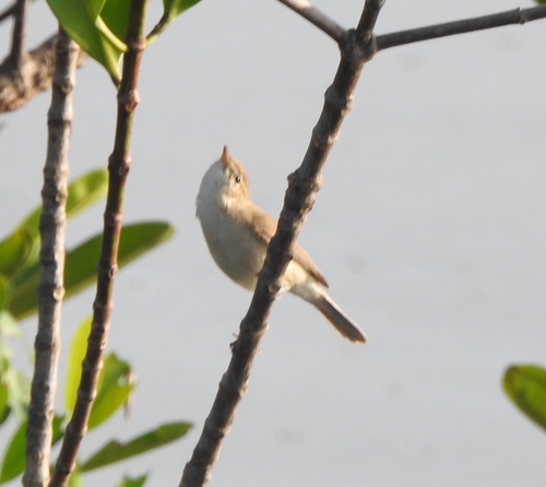 Sykes's Warbler (Iduna rama), photo 10