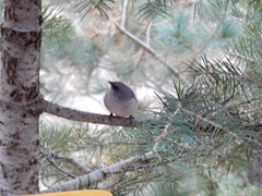 Junco hyemalis dorsalis