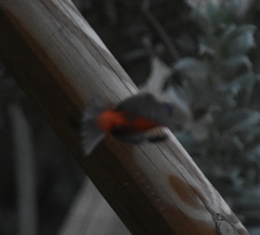 Passerina ciris image