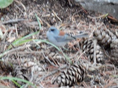 Junco hyemalis dorsalis