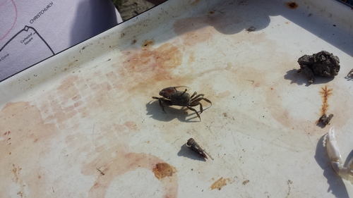 taxonomy_inaturalist image for Cerithidea scalariformis