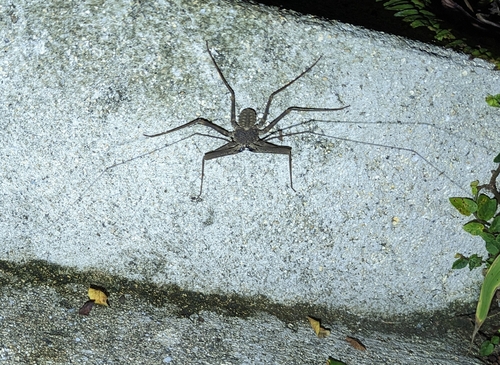 Damon tibialis