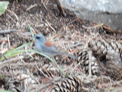 Junco hyemalis dorsalis