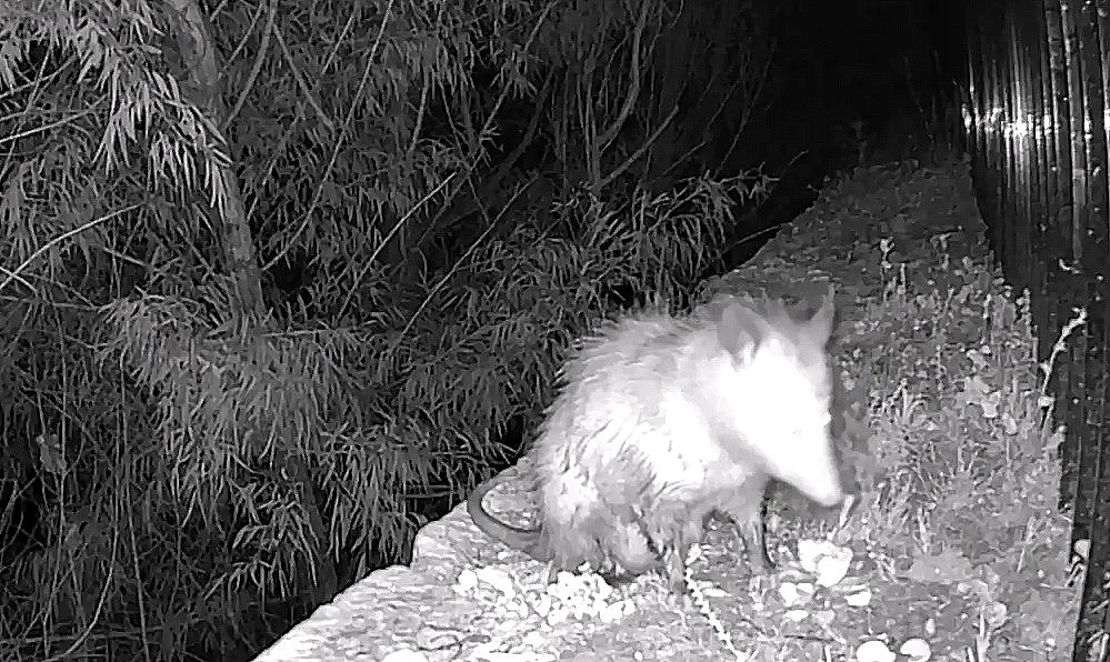 Didelphis virginiana<br>12 April, 2023