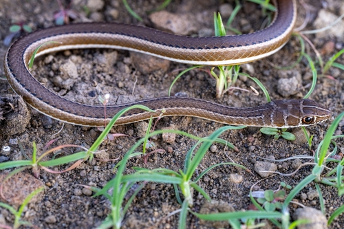 Northern Stripe-bellied Sand Snake