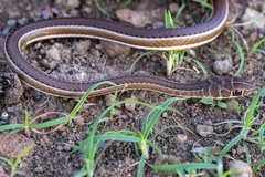 Northern Stripe-Bellied Sand Snake photo 3