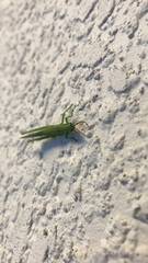 Stenacris vitreipennis