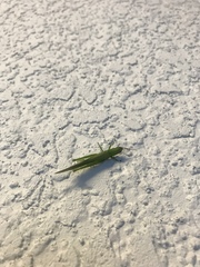 Stenacris vitreipennis