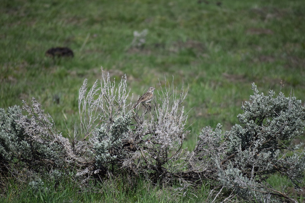 Brewer's Sparrow from Amethyst Mountain, Wyoming 82190, USA on May 18 ...