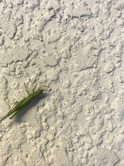 Stenacris vitreipennis