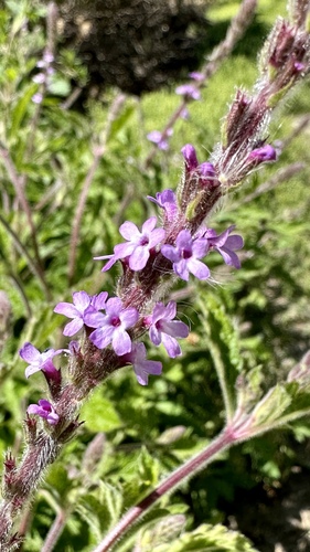iNaturalist observation photo of western vervain