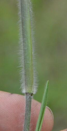Image of Dichanthelium acuminatum by (c) Dan Johnson, some rights reserved (CC BY)