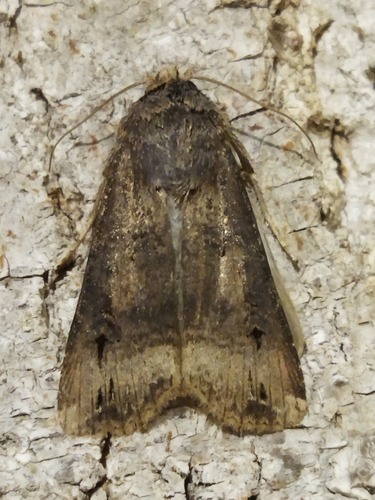 Black cutworm