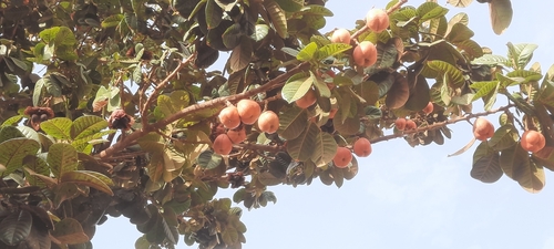 Ackee