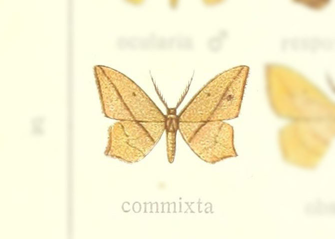 Timandra commixta