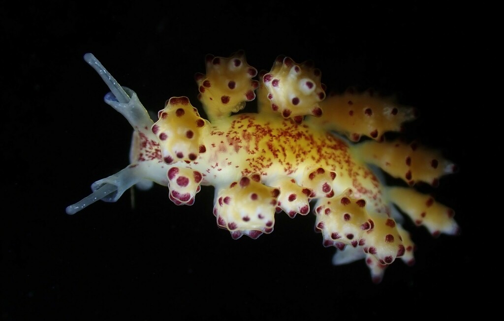 Crowned Seaslug, photo 1 of 9