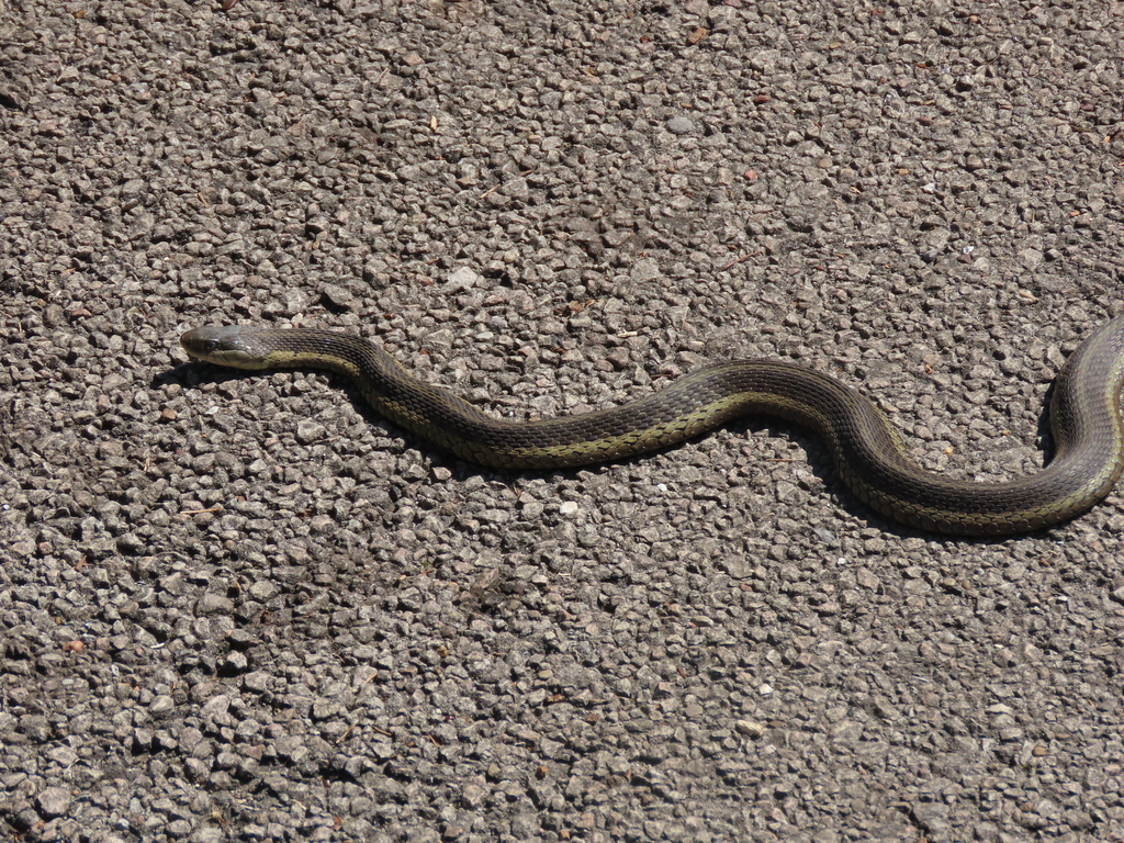 Common Garter Snake from Kilbuck Bluffs Forest Preserve, Winnebago ...