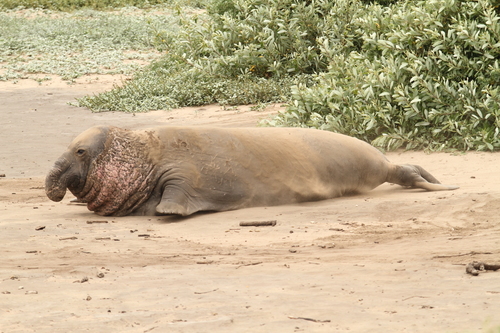 Northern Elephant Seal