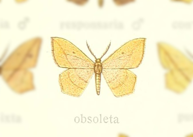 Timandra obsoleta