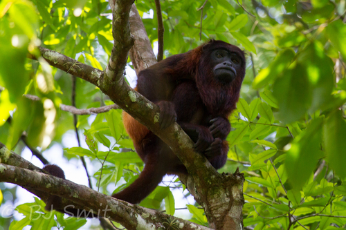 Alouatta macconnelli