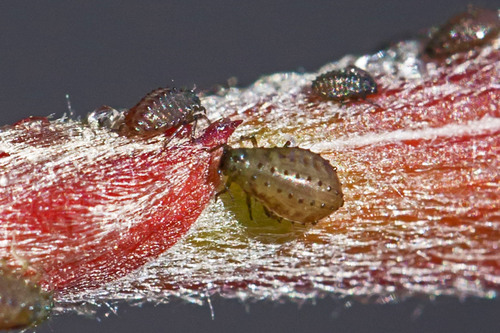 California Maple Aphid