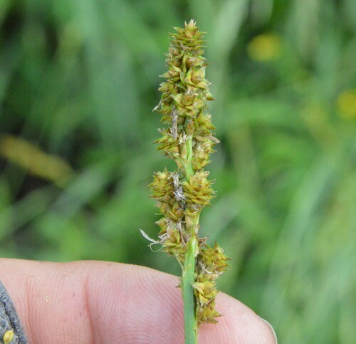 Image of Carex triangularis by (c) Dan Johnson, some rights reserved (CC BY)