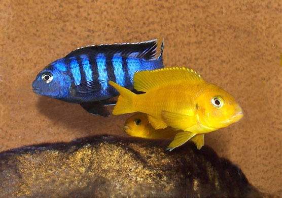 Mbuna saulosi (Chindongo saulosi)