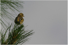 Chloris ambigua