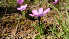 Moraea barnardiella