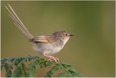 Prinia